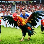 Agen sabung ayam resmi