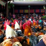 situs judi sabung ayam terpercaya